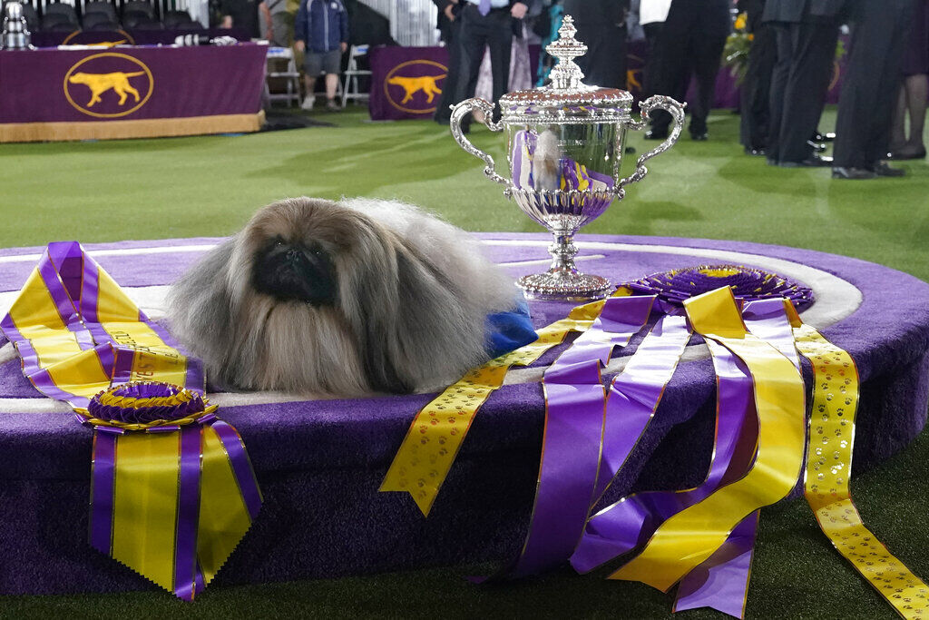 Westminster Dog Show